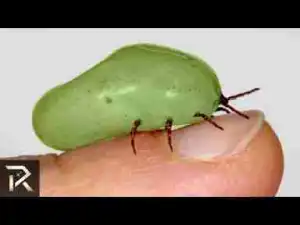 Video: DANGEROUS BUGS You Don
